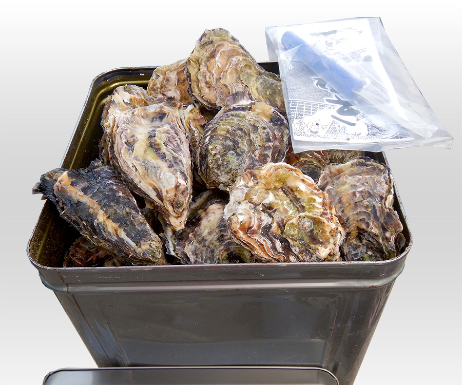 能登の冬の味覚　能登牡蠣　朝どれ殻付き牡蠣　–　一斗缶入り　能登産　飛田水産