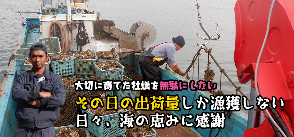 飛田水産では毎日必要な量だけ牡蠣を漁獲しています。